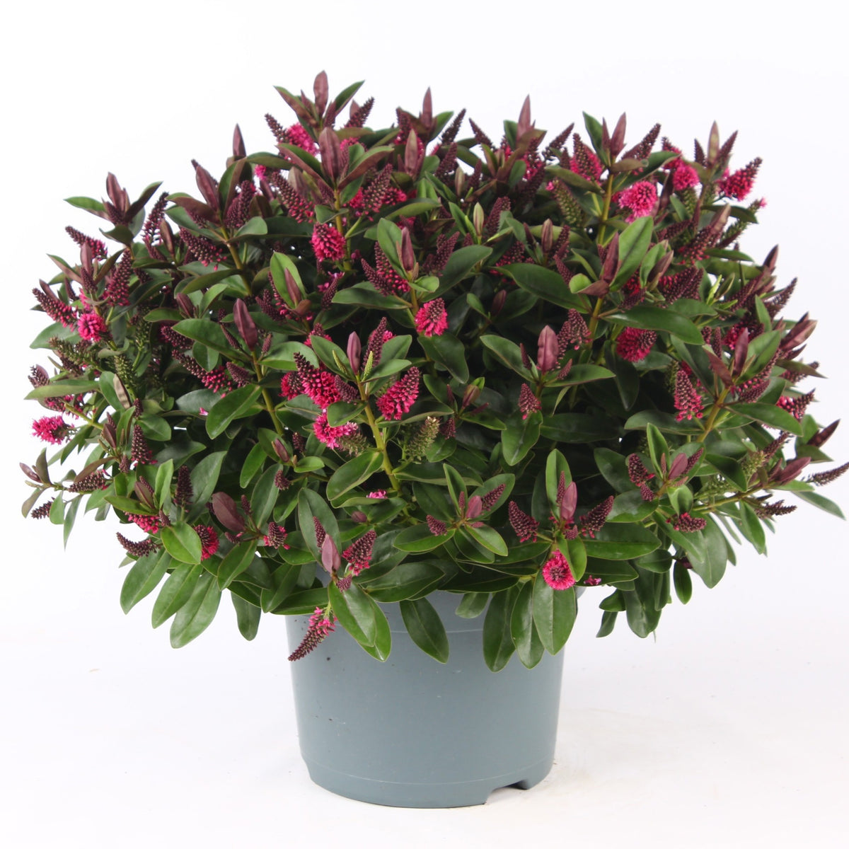 Hebe Celebration 45cm 23cm Pot