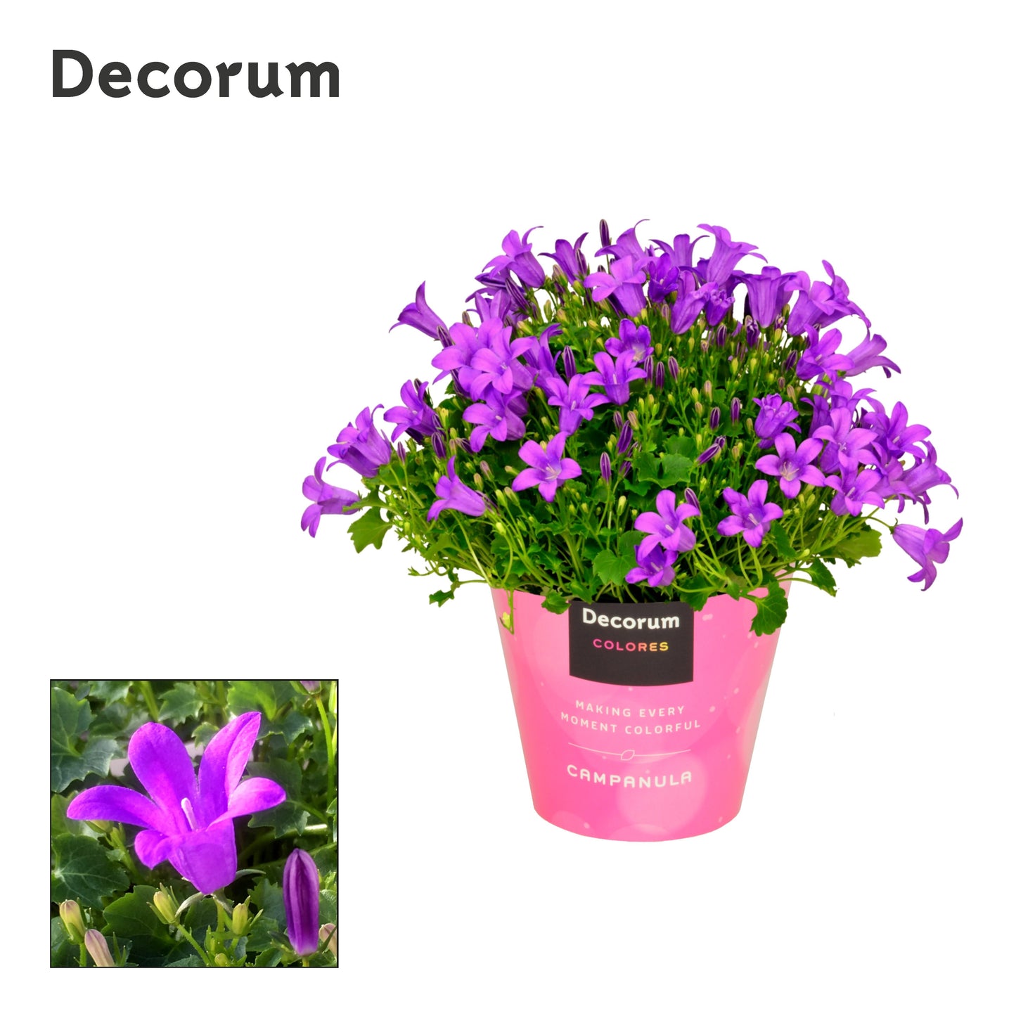 Campanula Porto 18cm 11cm Pot