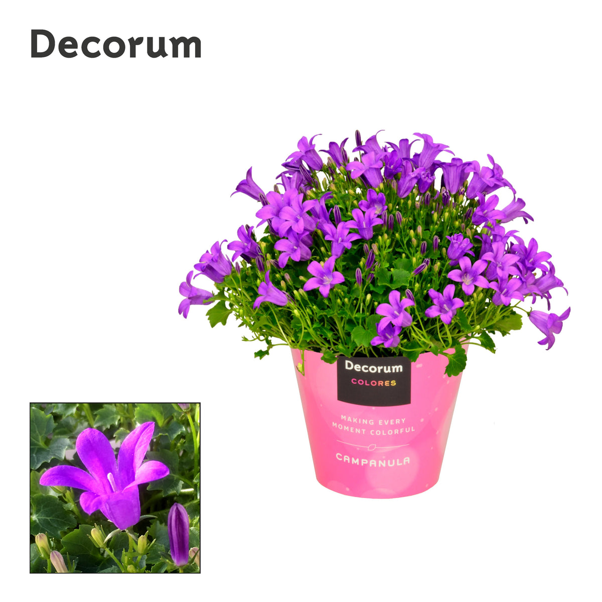 Campanula Porto 18cm 11cm Pot