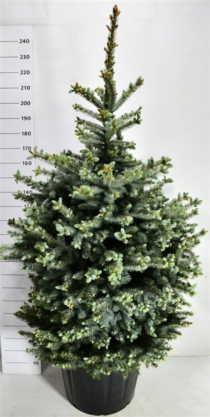 Picea pungens 240cm 65cm Pot