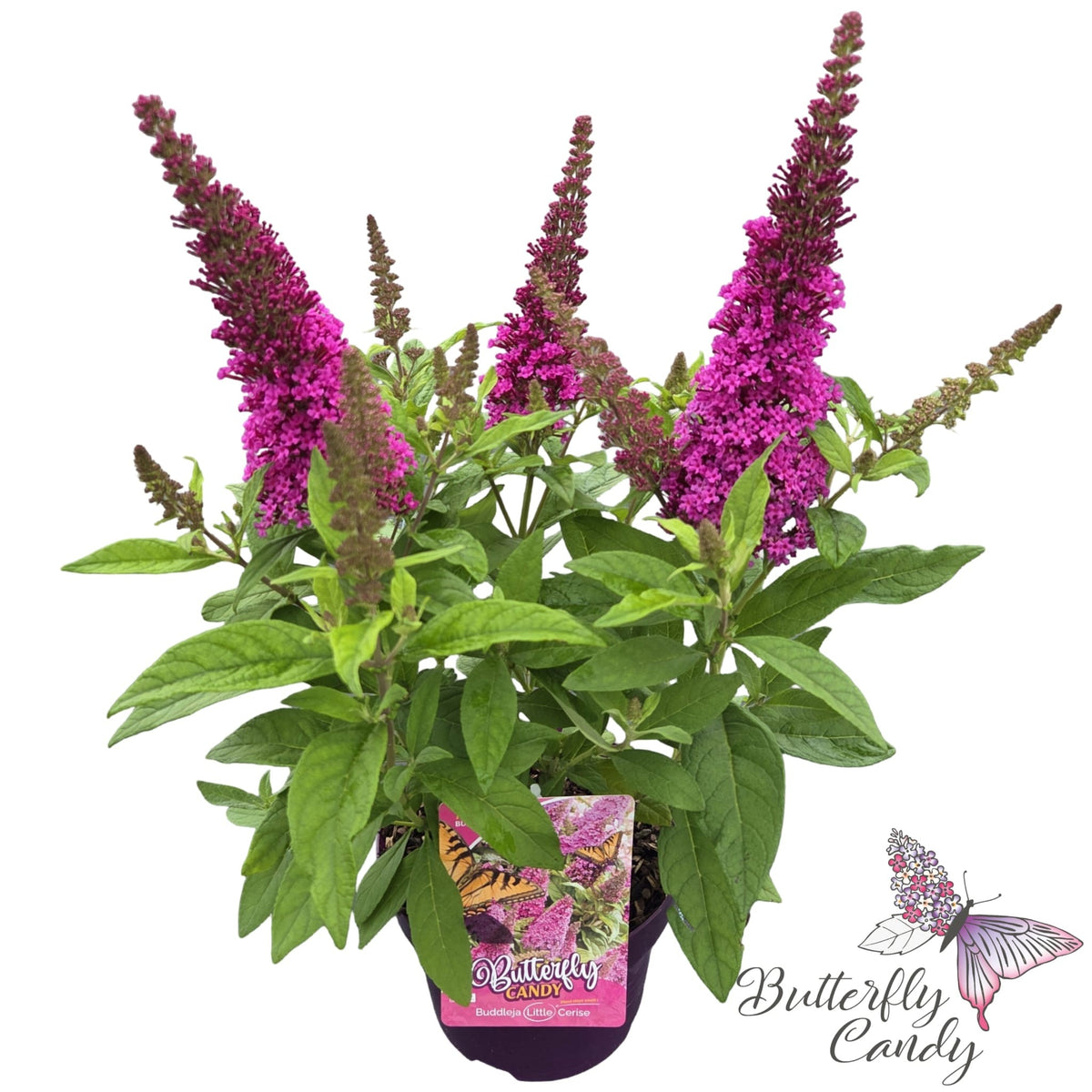 Buddleja Butterfly Candy mix 50cm 19cm Pot
