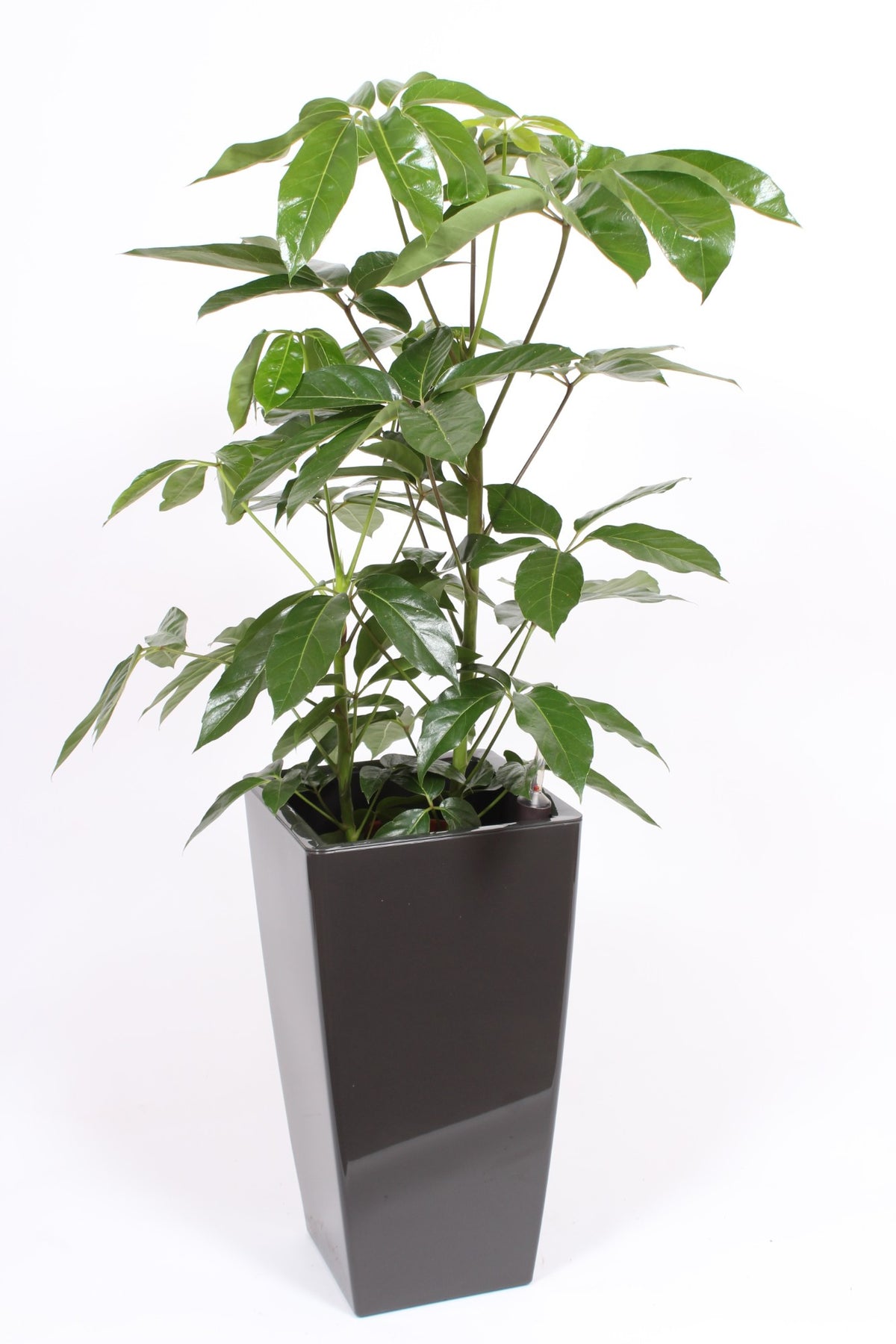 Schefflera Amate 120cm 33cm Pot