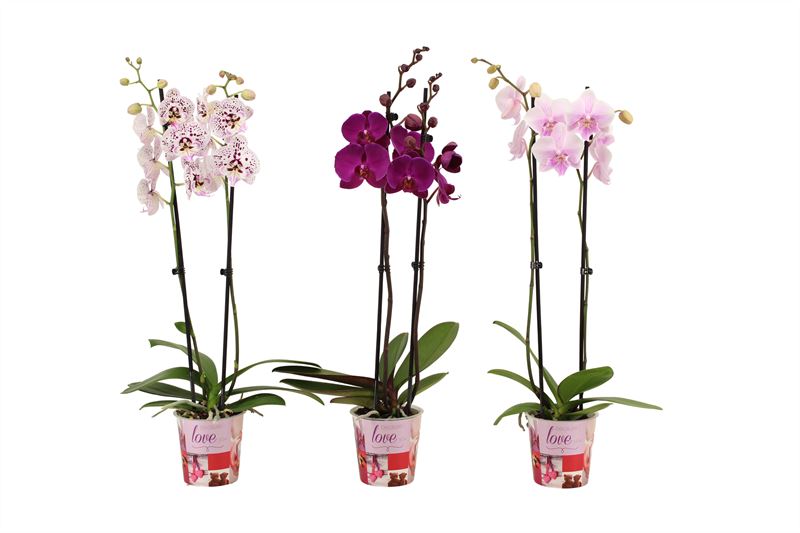 Phalaenopsis mix 60cm 12cm Pot