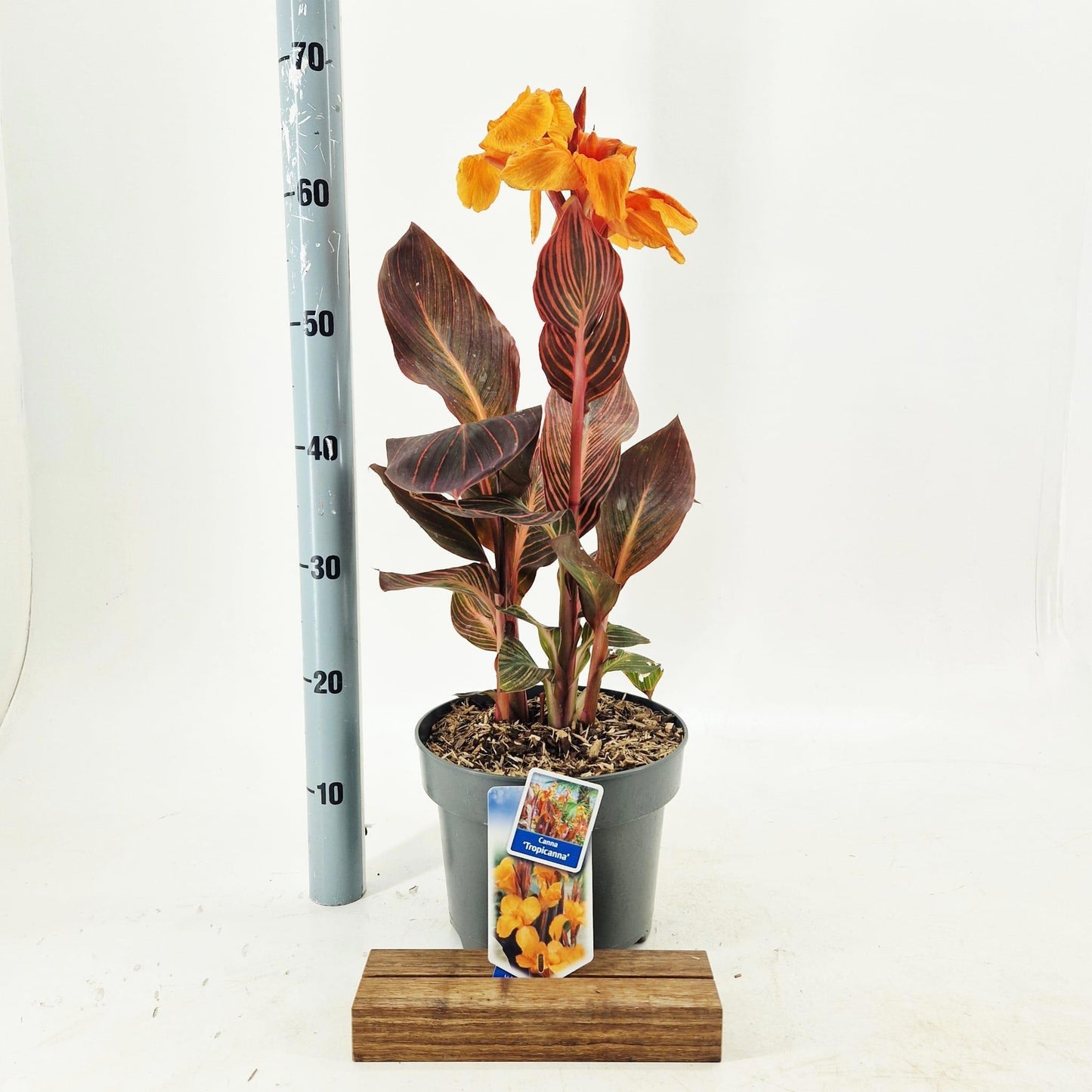 Canna Hybrid 40cm 23cm Pot