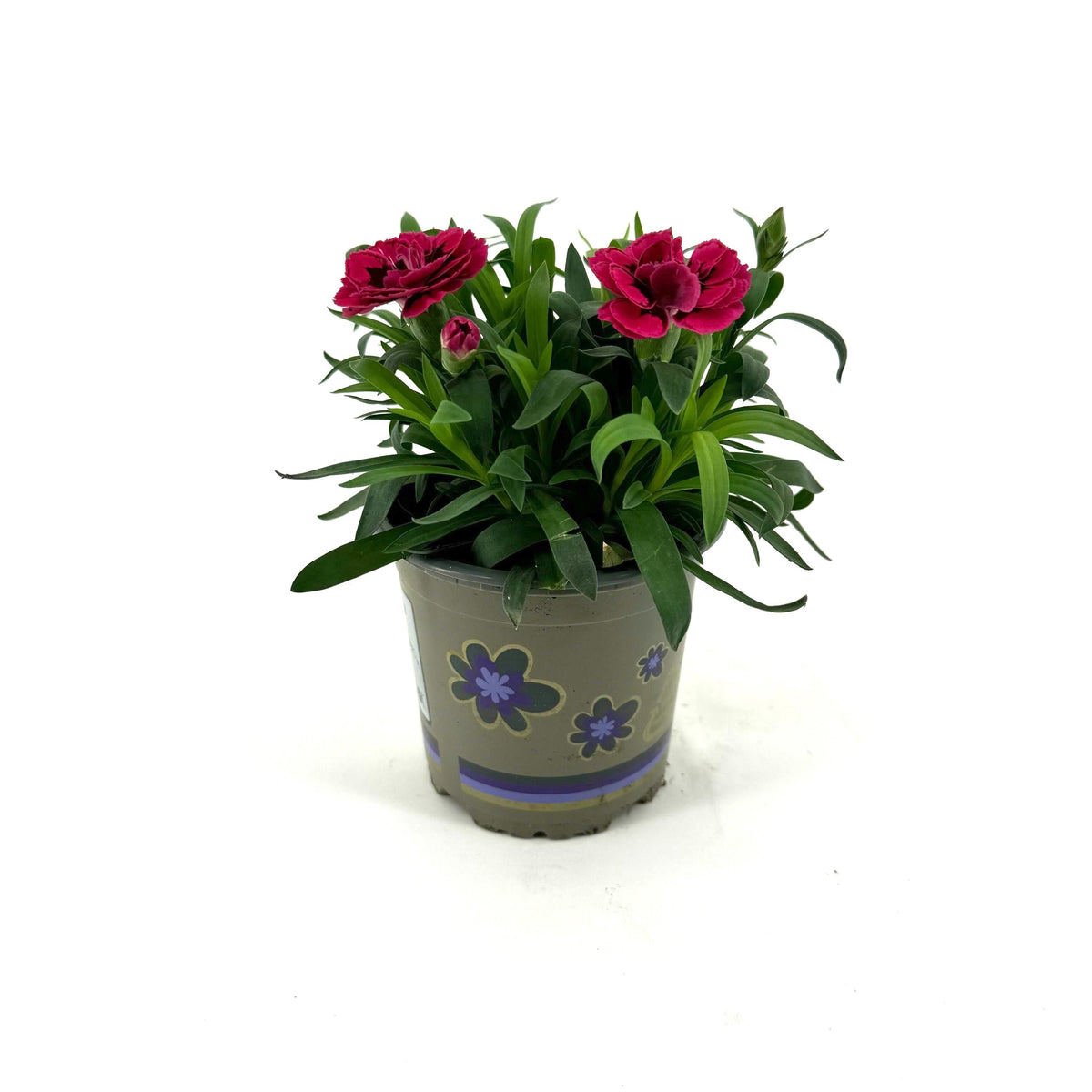 Dianthus Oscar Purple Wings 22cm 11cm Pot