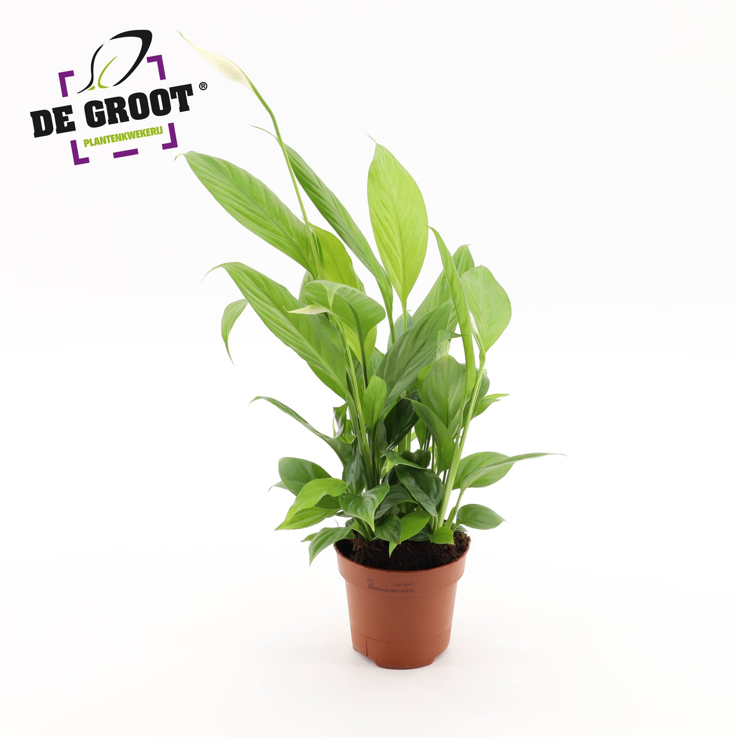 Spathiphyllum Alana 45cm 12cm Pot