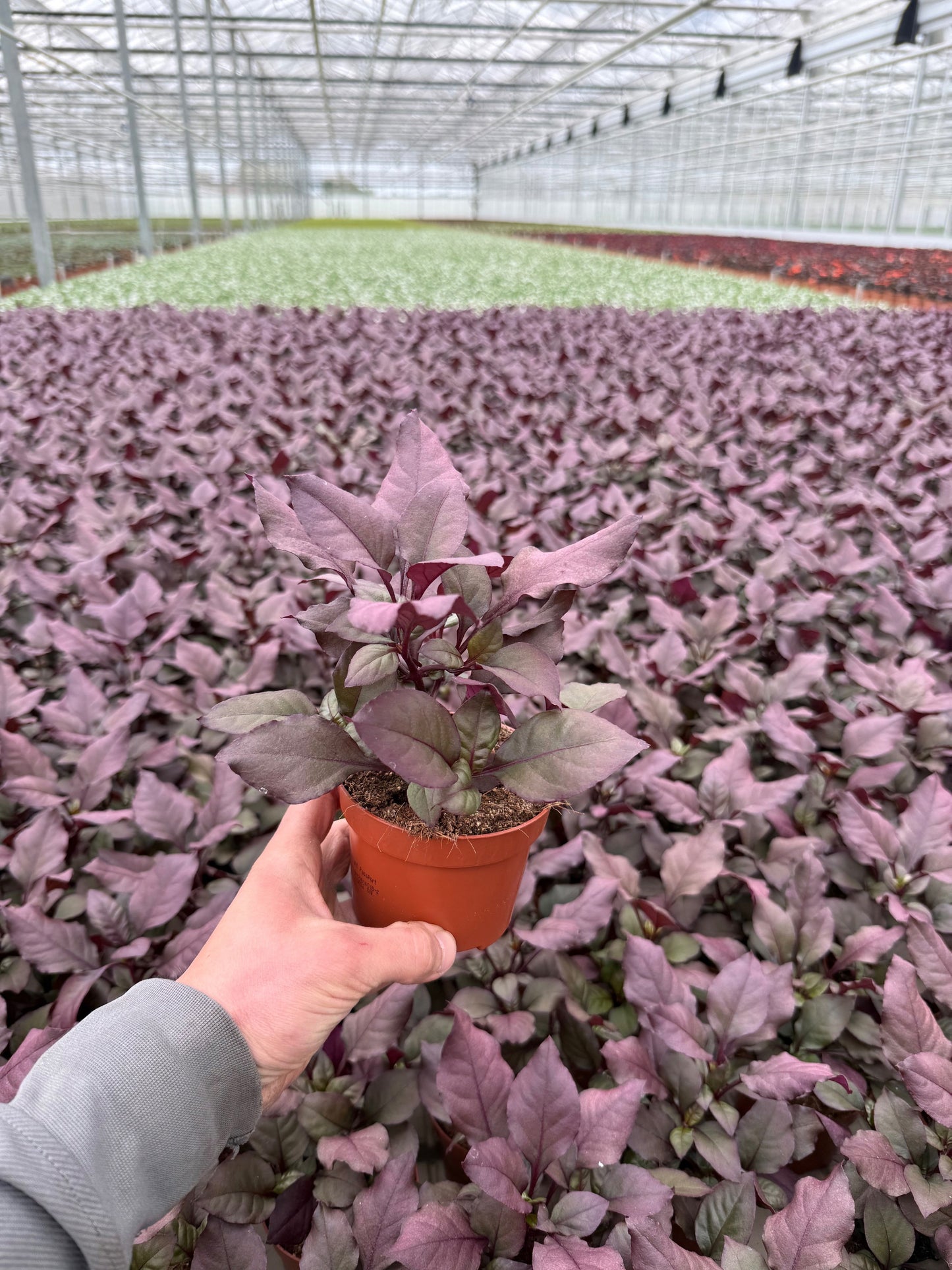 Alternanthera Purple Knight 22cm 13cm Pot