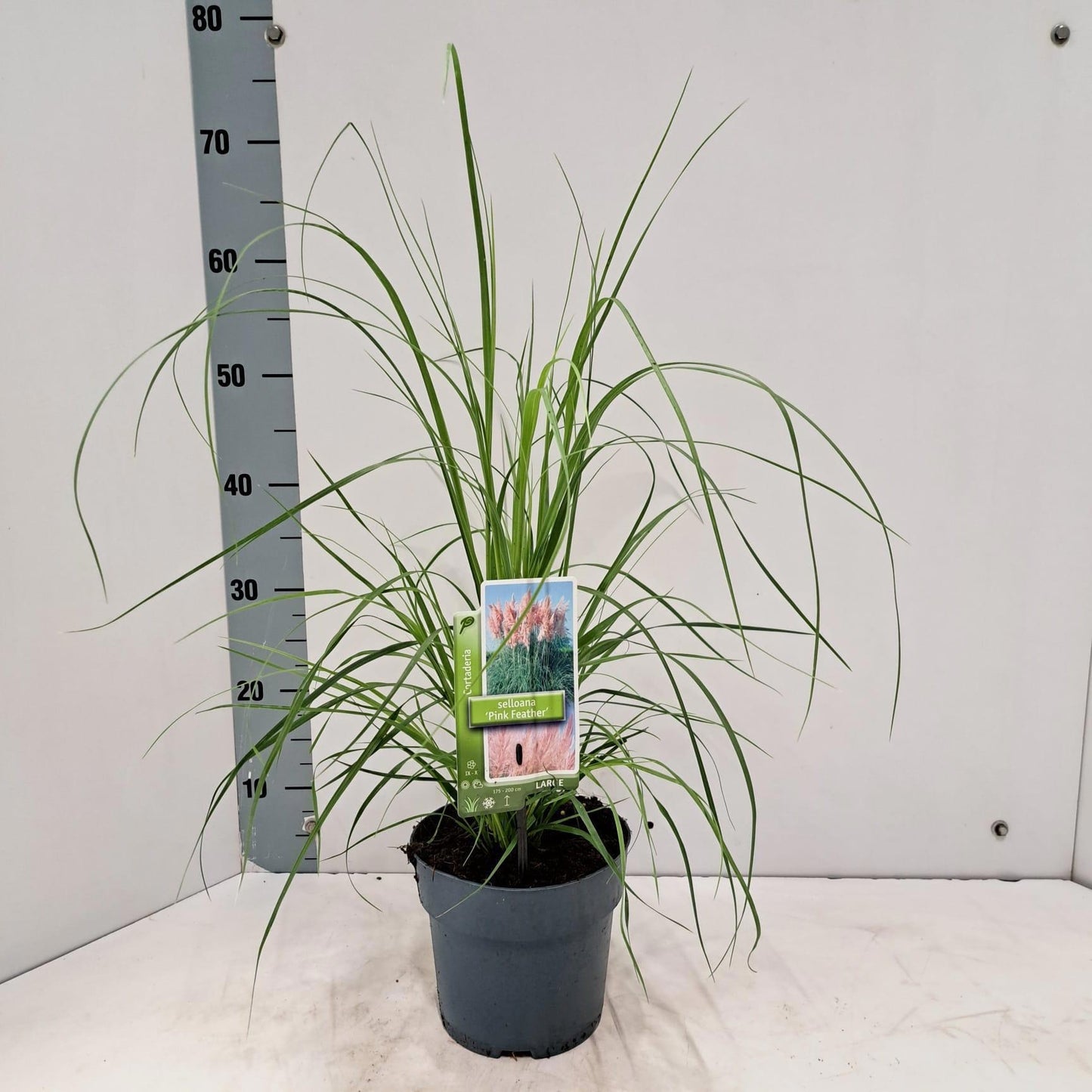 Cortaderia selloana 65cm 17cm Pot
