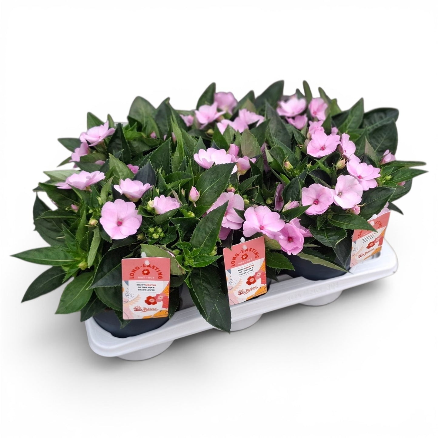 Scheffers, A.J.S. Impatiens Sunpatiens Orchid Blush Pack of 6