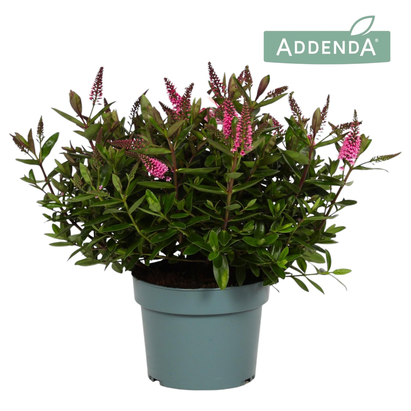 Hebe Hebedonna Elsa 30cm 19cm Pot