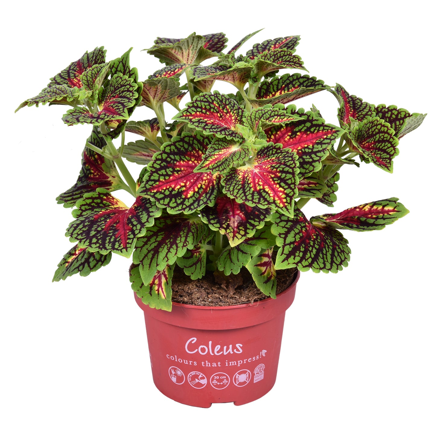 Coleus Main street Spacecake 25cm 13cm Pot
