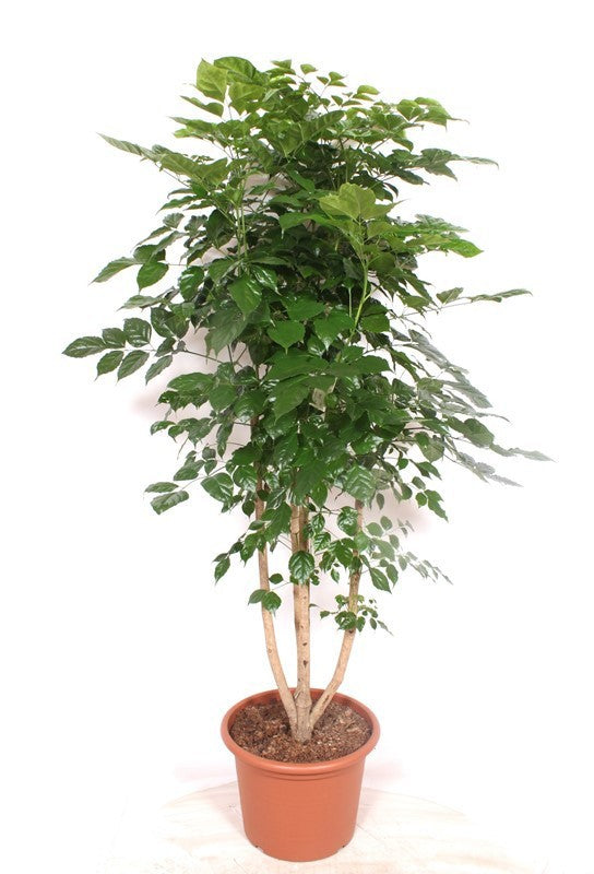 Radermachera sinica 220cm 40cm Pot