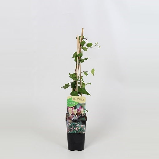 Lonicera per. Belgica 60cm 14cm Pot