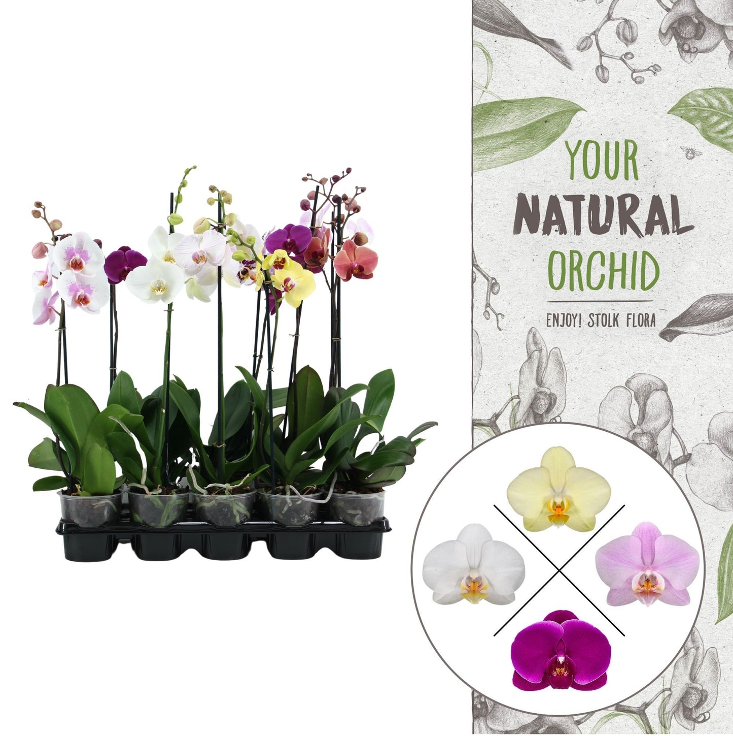 Phalaenopsis mix 65cm 12cm Pot
