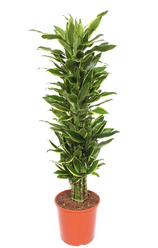 Dracaena fragrans Golden Coast 150cm 30cm Pot