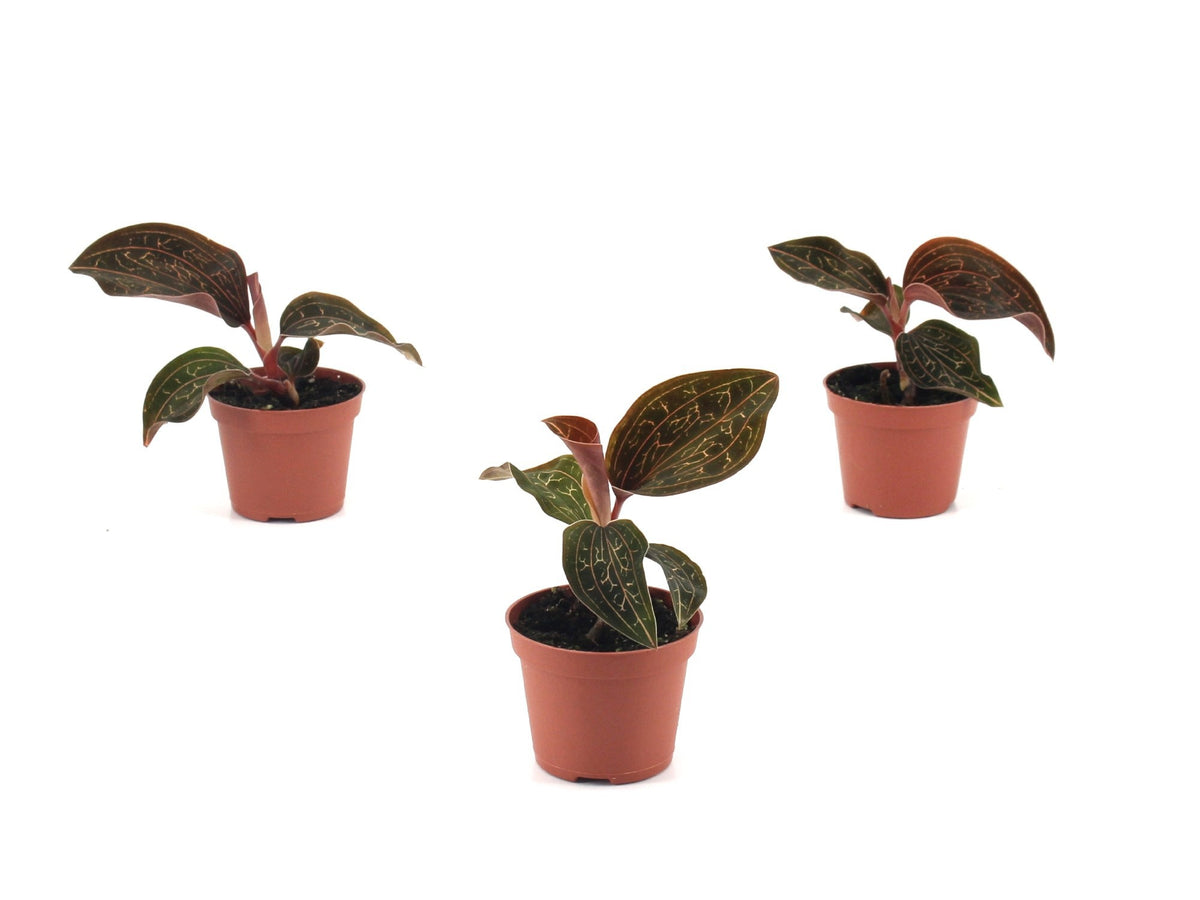 Plants 8cm 6cm Pot