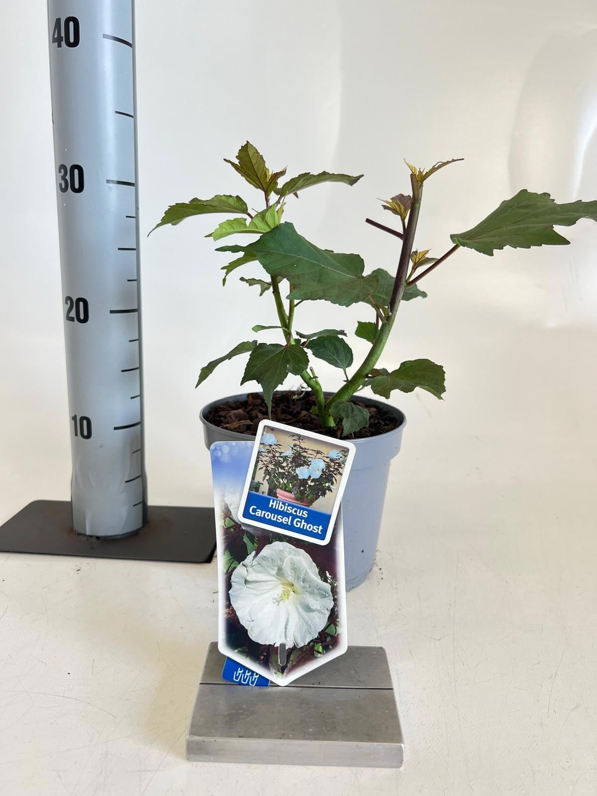 Hibiscus 30cm 17cm Pot