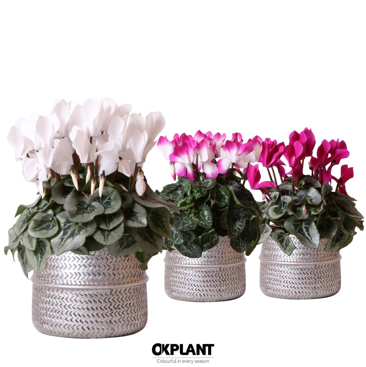 Cyclamen mix (+ drp.ceramic) 25cm 12cm Pot