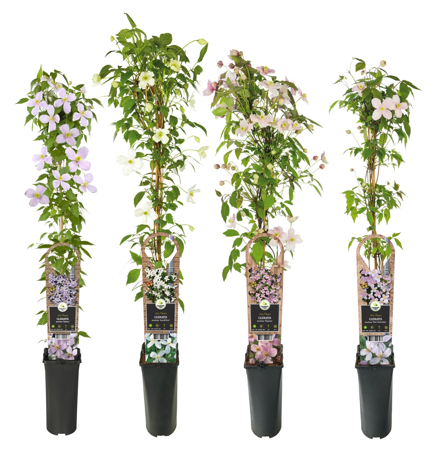 Clematis montana mix 90cm 17cm Pot