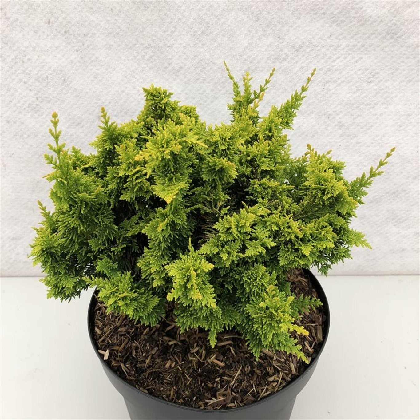 Chamaecyparis obtusa 25cm 19cm Pot