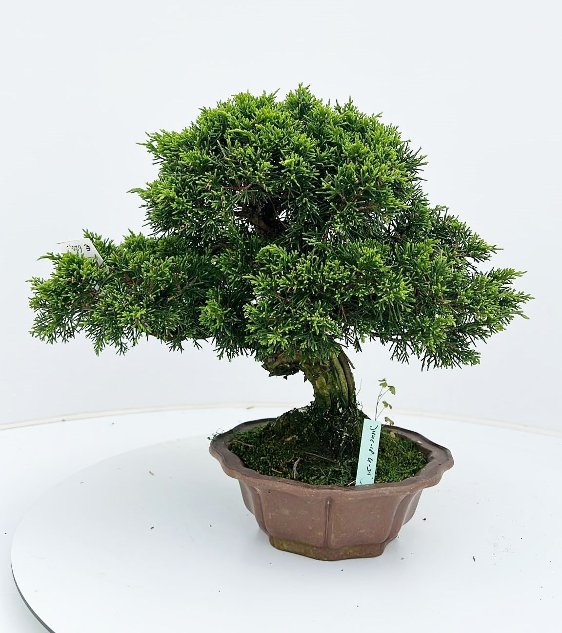 Juniperus chinensis 35cm 18cm Pot