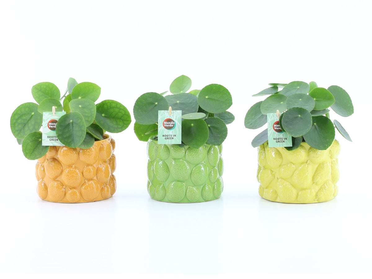 Pilea peperomioides 25cm 15cm Pot