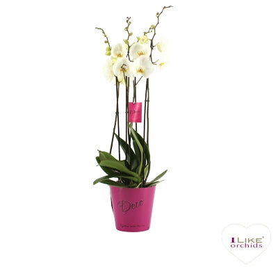 Levoplant BV Phalaenopsis Leeds Pack of 6