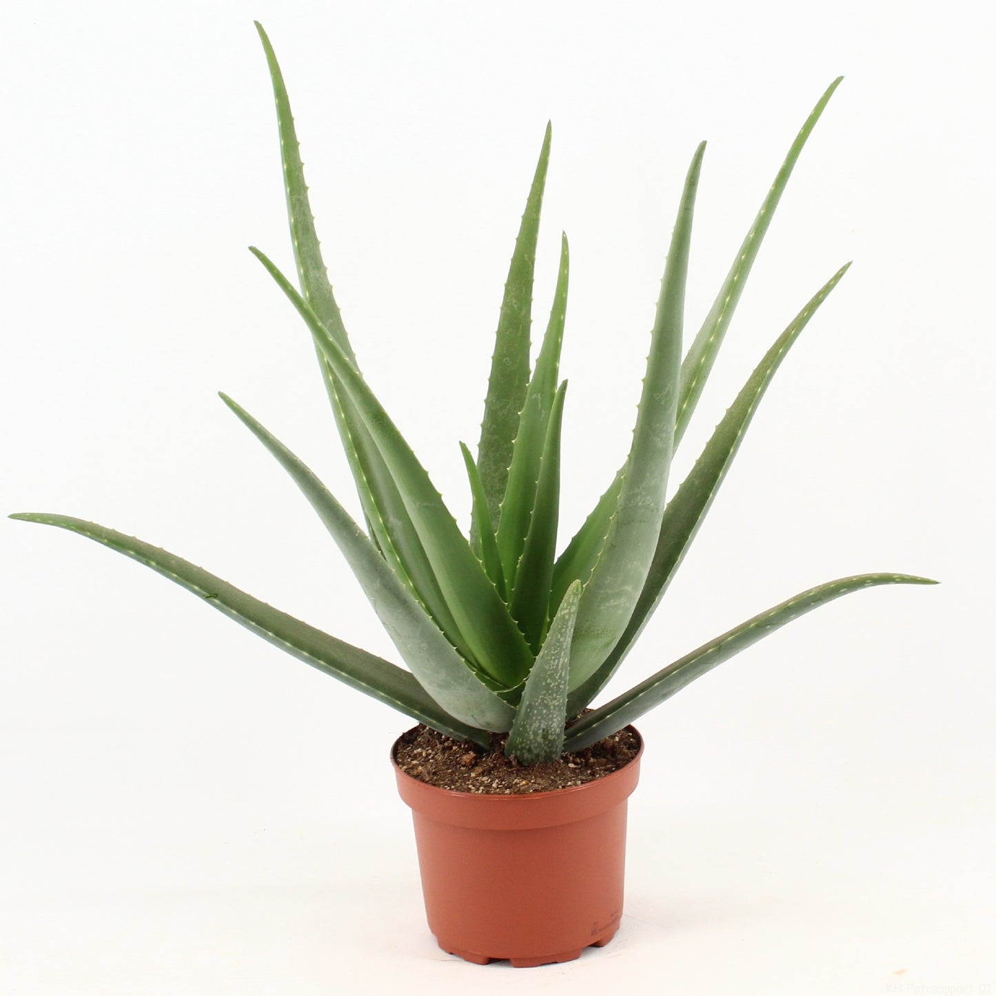 Aloe vera 60cm 19cm Pot