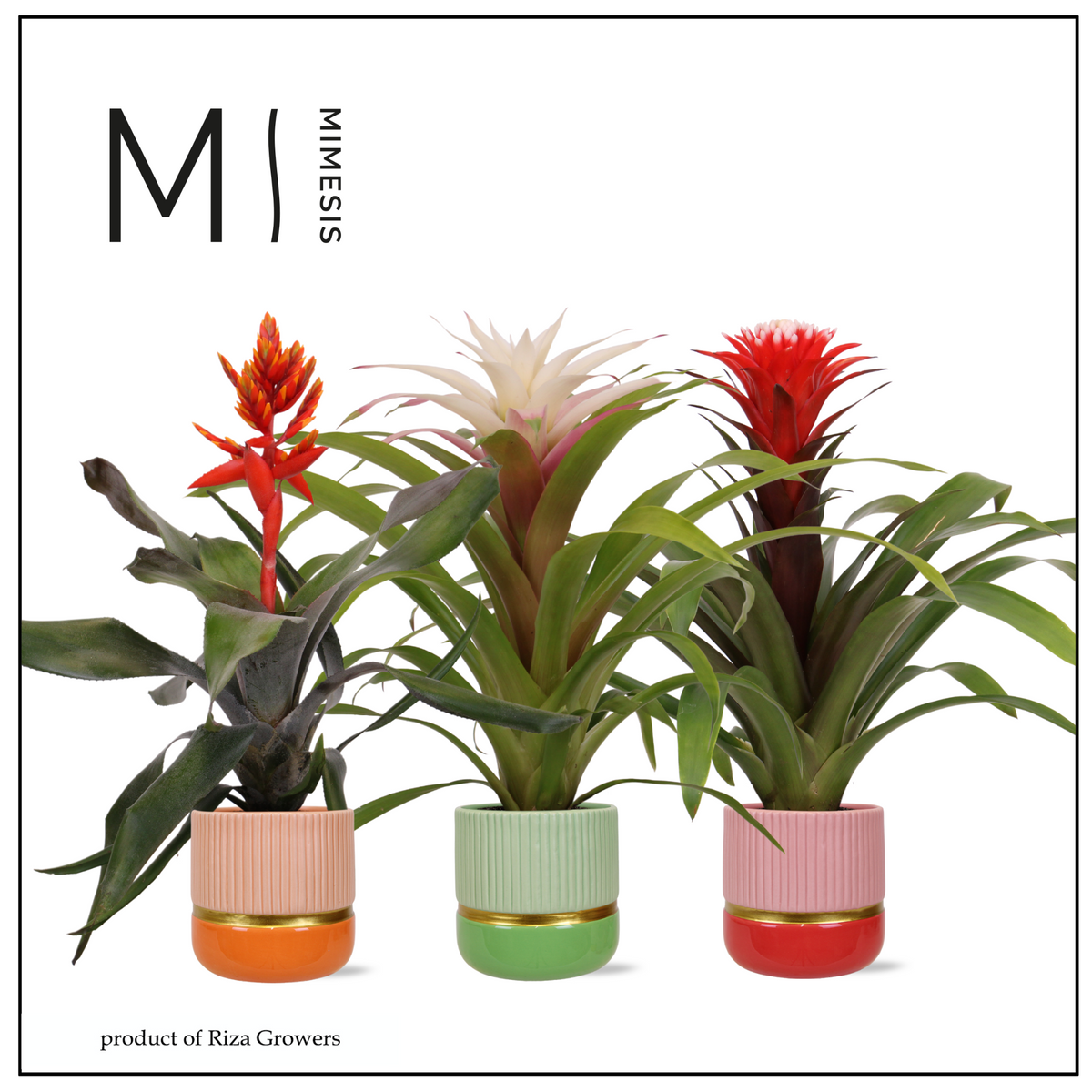 Bromelia mix (+ drp.ceramic) 45cm 12cm Pot