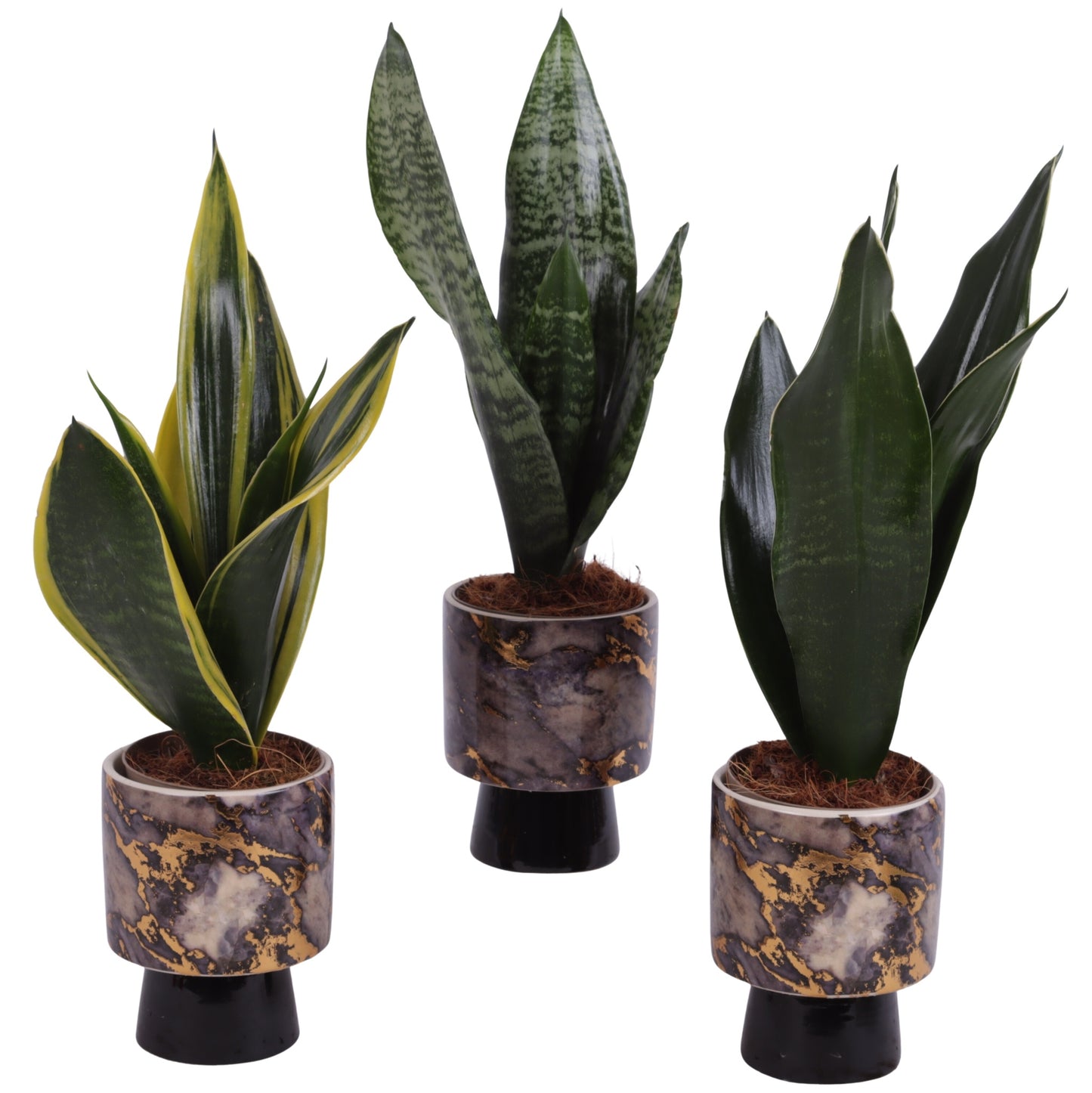 Sansevieria trifasciata 30cm 10cm Pot