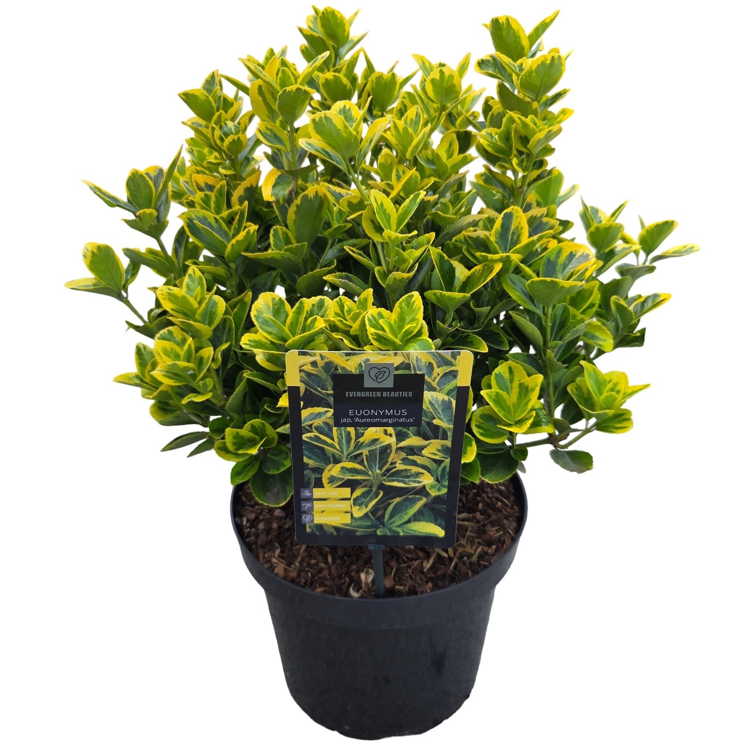 Euonymus Aureomarginatus 55cm 26cm Pot