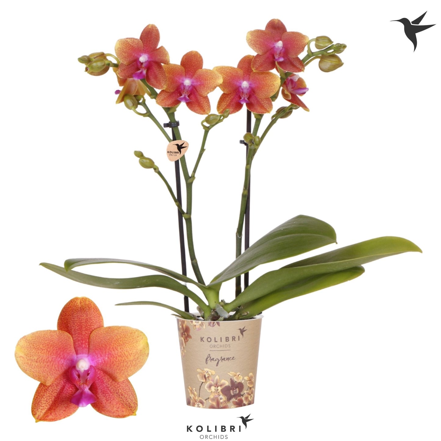 Phalaenopsis mf. Bolgheri 40cm 9cm Pot