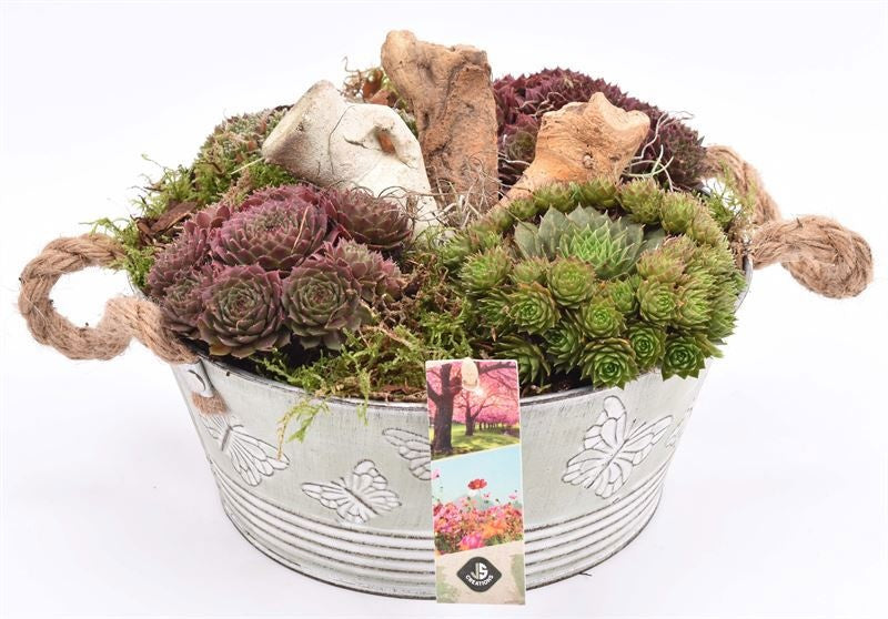 arr. Sempervivum 27cm Pot
