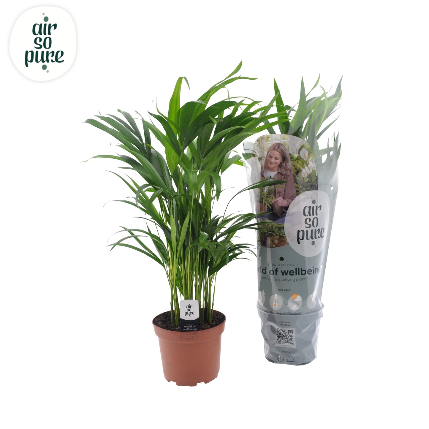 Dypsis lutescens 60cm 17cm Pot