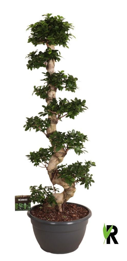 Ficus Ginseng 180cm 45cm Pot