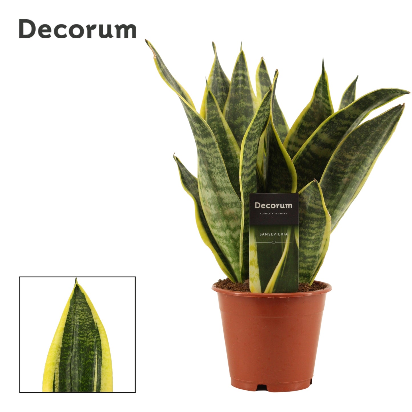 Duijn-Hove BV, kwekerij Sansevieria Futura Superba Pack of 10