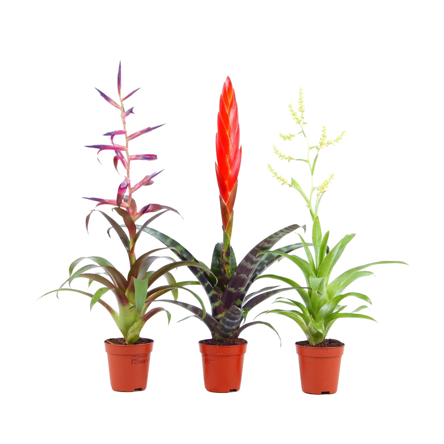 Bromelia mix 30cm 5.5cm Pot