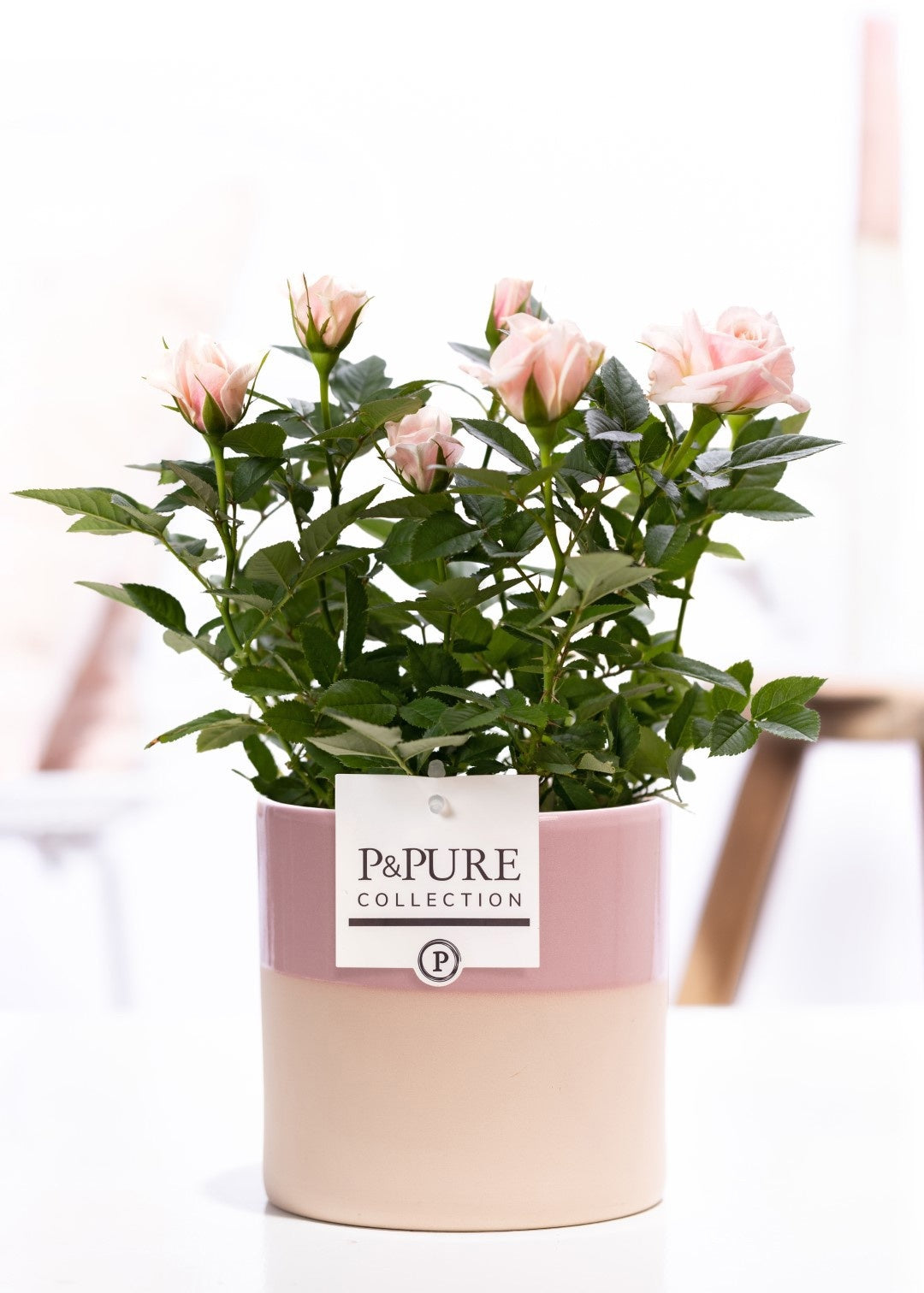 Rosa Beau Monde light pink 28cm 12cm Pot