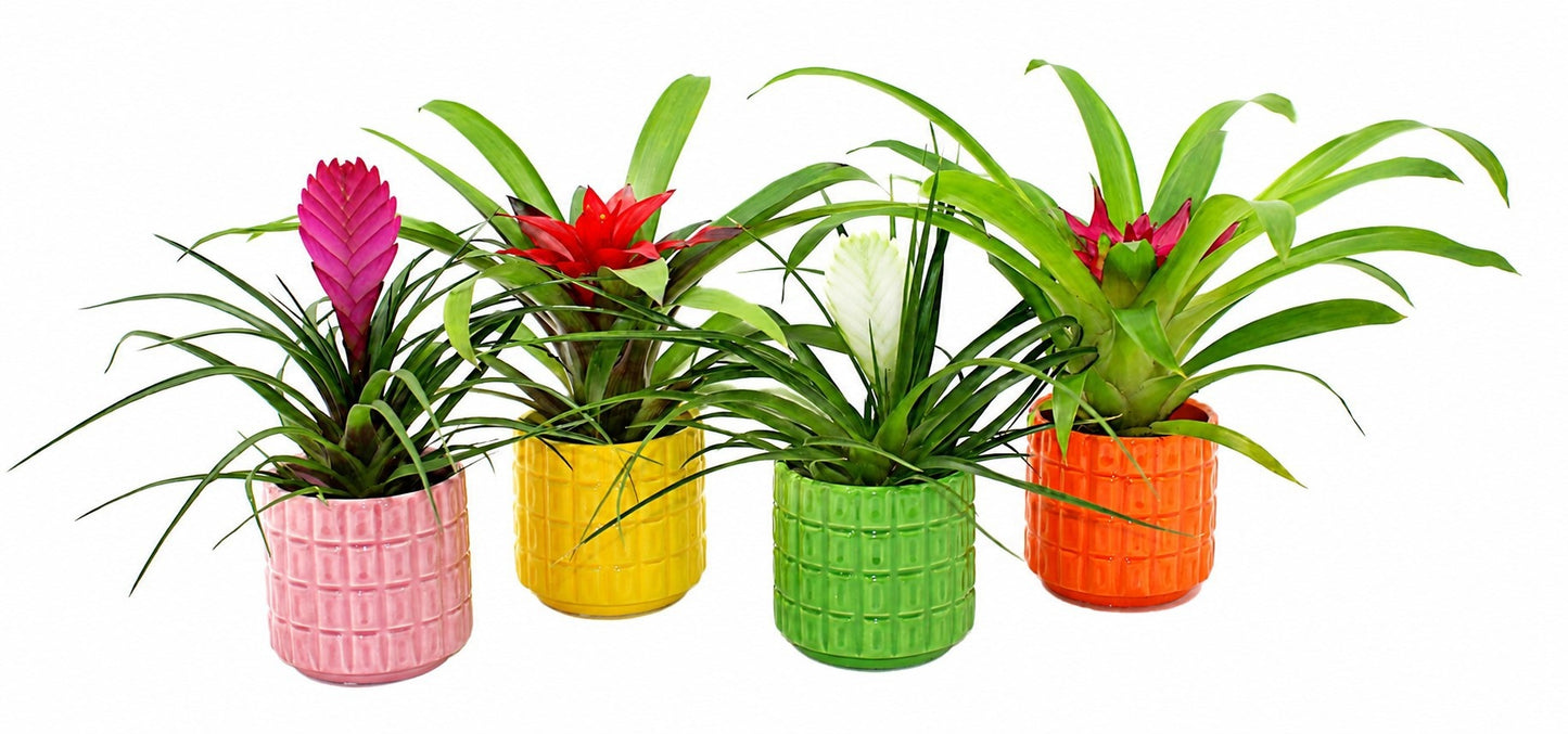 Bromelia mix 30cm 9cm Pot