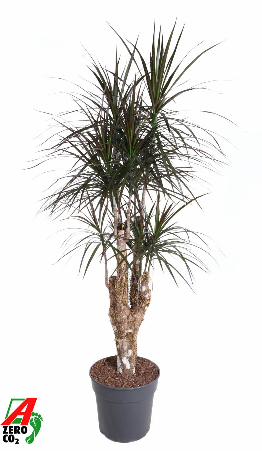Dracaena Magenta 150cm 31cm Pot