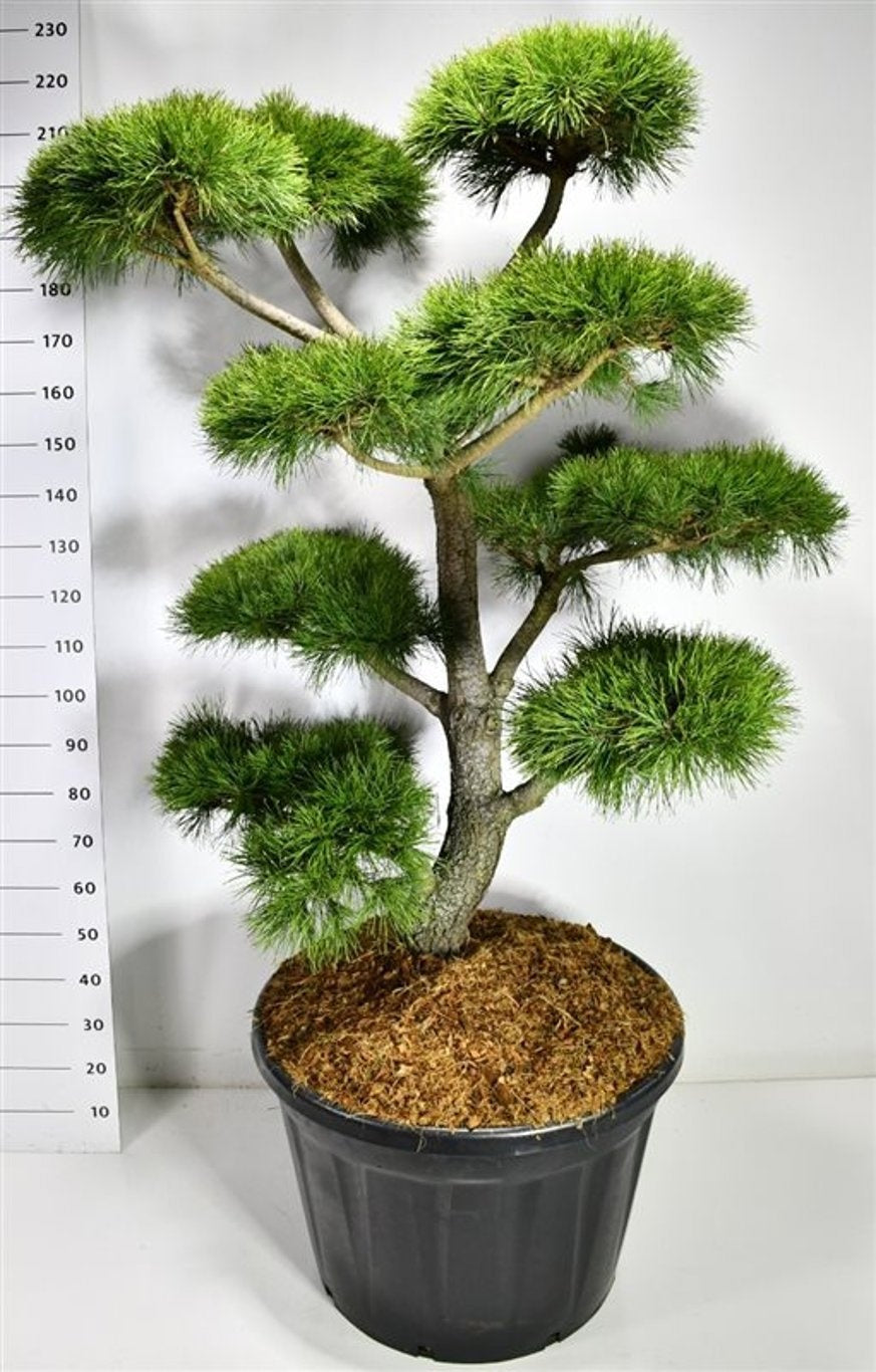 Pinus hybrid 230cm 80cm Pot