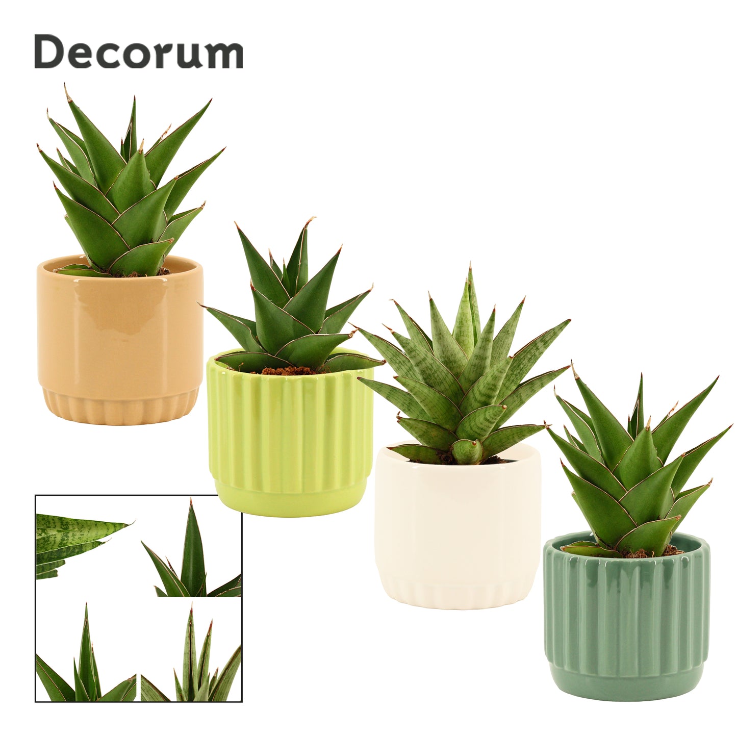 Sansevieria 15cm 9cm Pot
