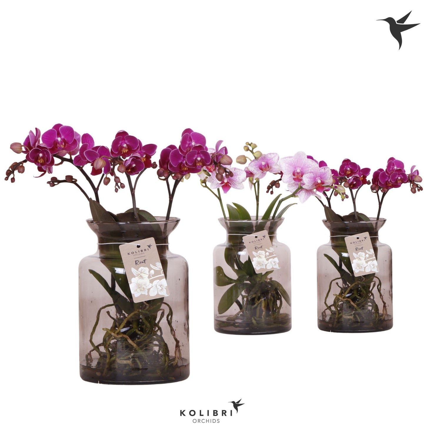 OK Plant Phalaenopsis mix Pack of 3