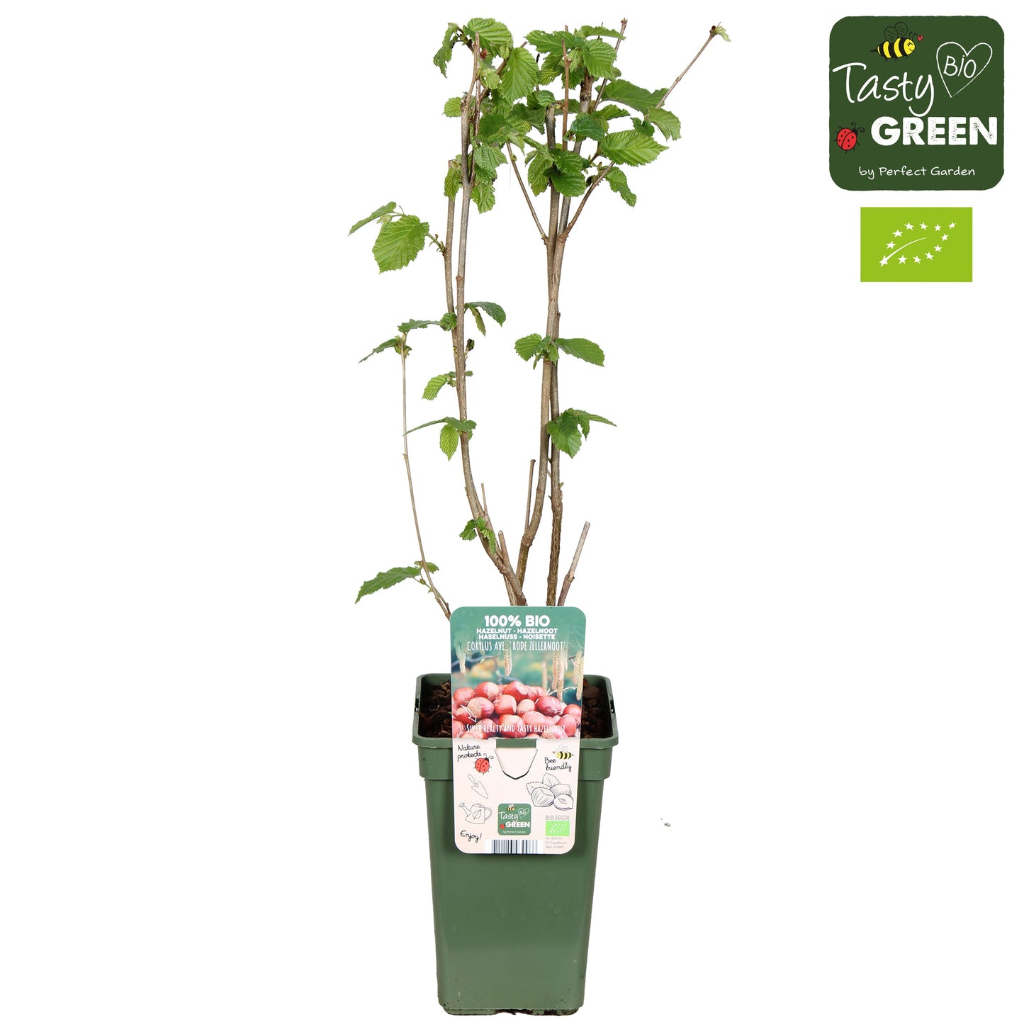 Corylus Rode Zellernoot 50cm 19cm Pot