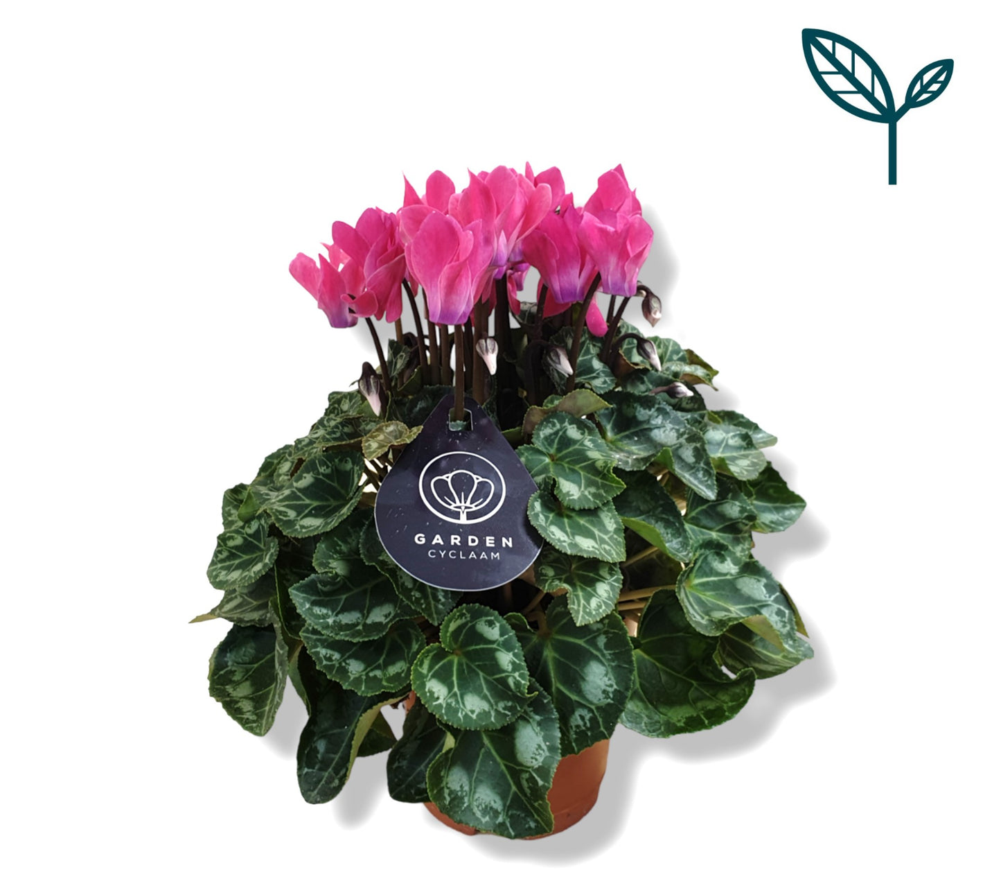 Bergcamp, kwekerij Cyclamen Garden light pink Pack of 8