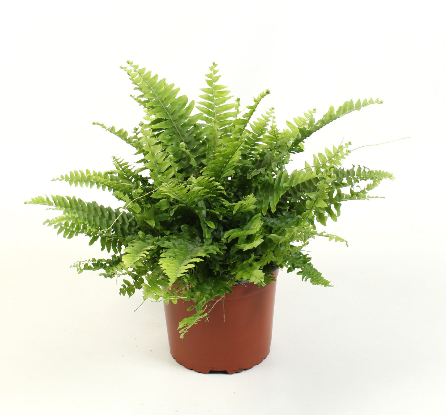 Nephrolepis Green Moment 40cm 17cm Pot