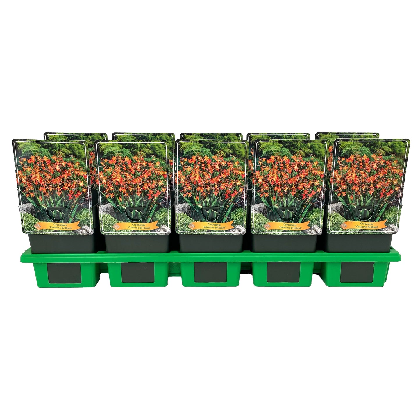 Gebr. Griffioen Crocosmia Carmine Brilliant Pack of 10