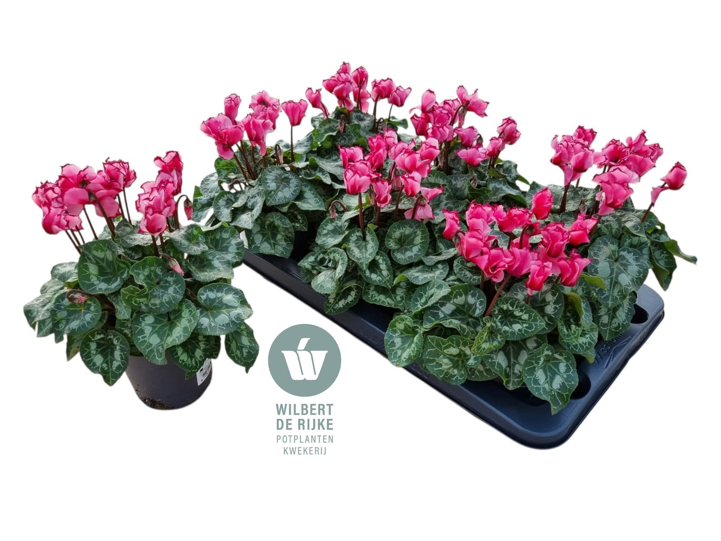 Cyclamen Victoria Salmon 25cm 12cm Pot
