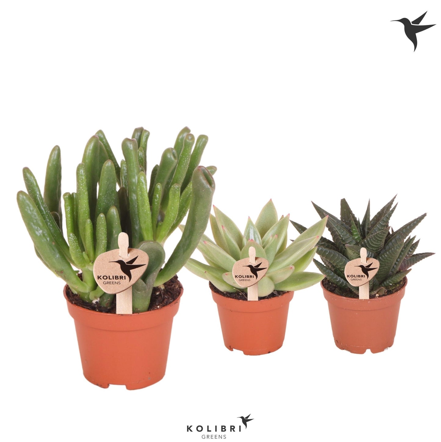 OK Plant Kolibri Greens Succulents mix Pack of 20