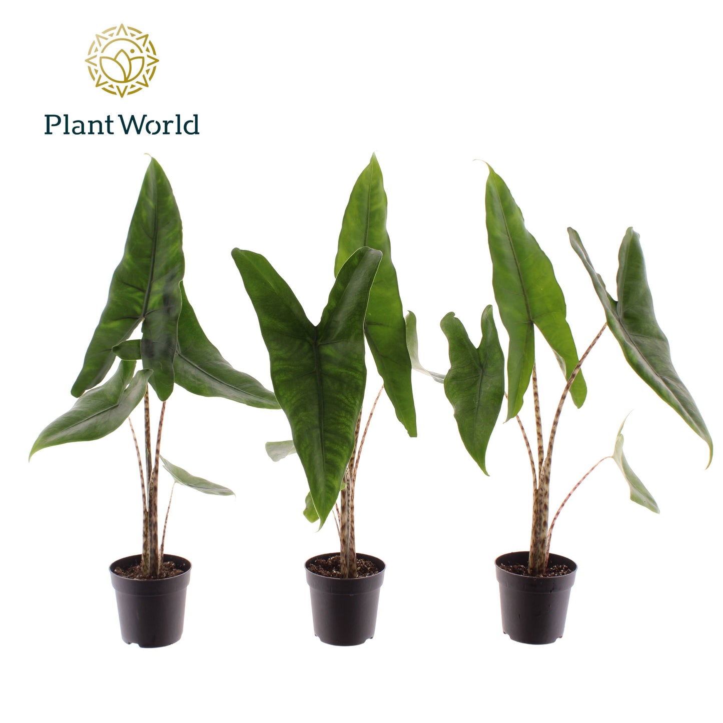 Alocasia Zebrina 30cm 7cm Pot